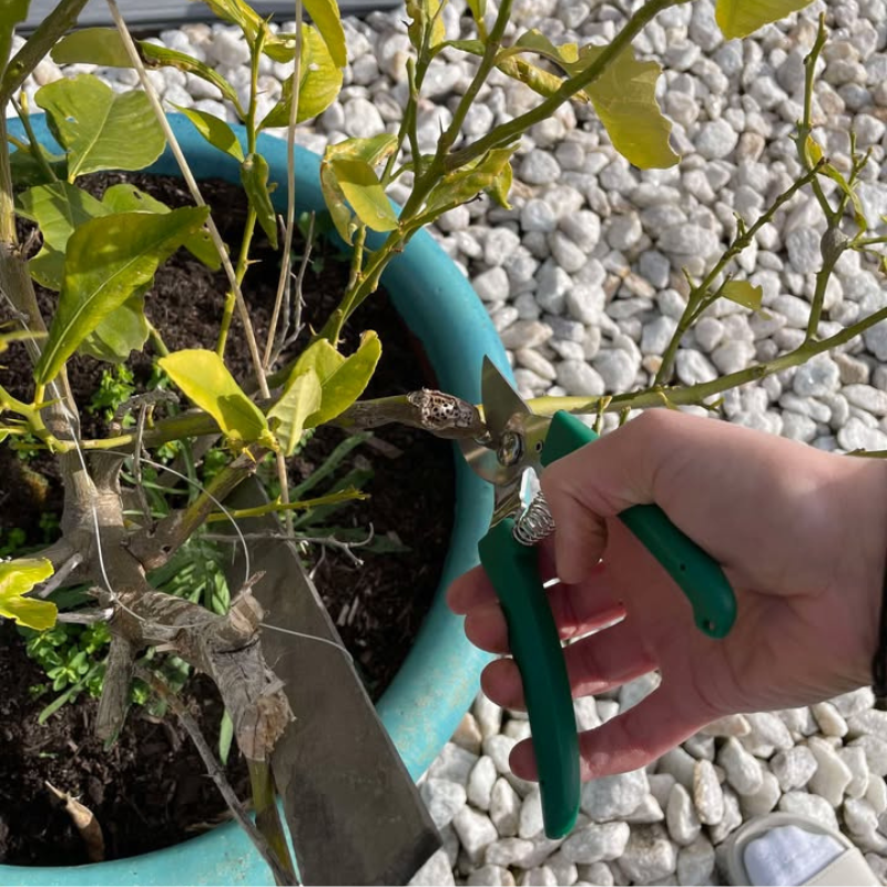 TasmanLush™ Gardening Tool Kit