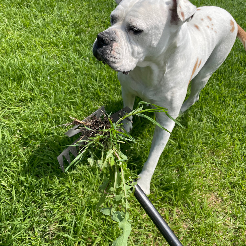 TasmanLush™ Root Master
