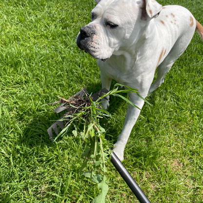 TasmanLush™ Root Master