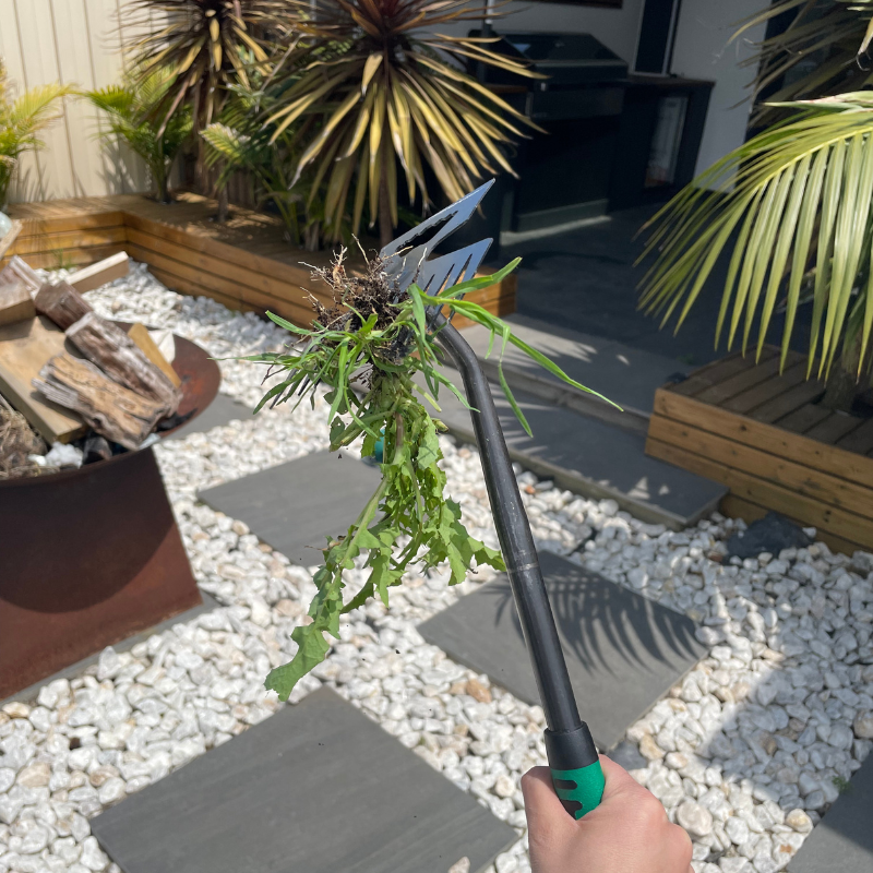 TasmanLush™ Root Master