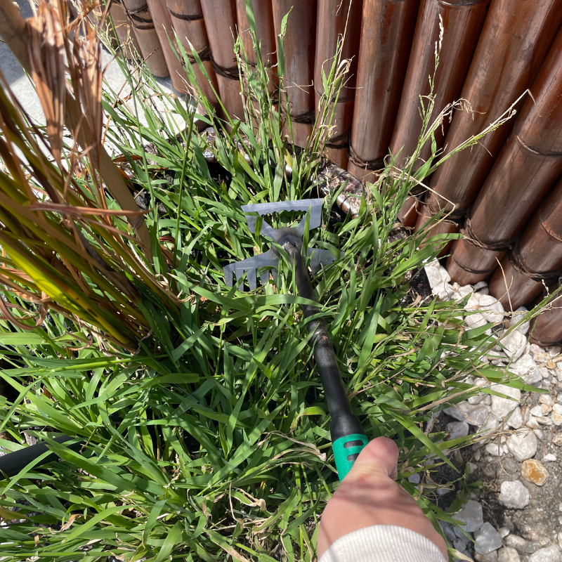 TasmanLush™ Root Master