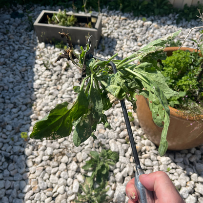 TasmanLush™ Stainless Steel Weed Remover Rake